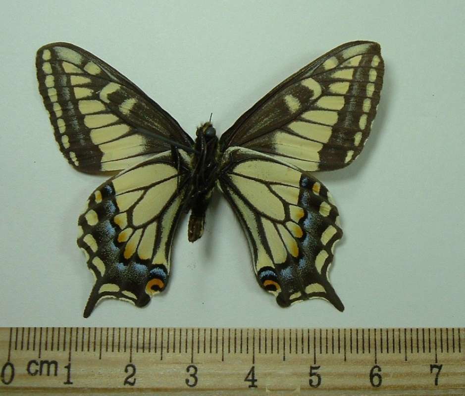 Male - Mounted Ventral View<br>(Origin of the Specimen: Ensenada, Mexico, March 14, 1965)