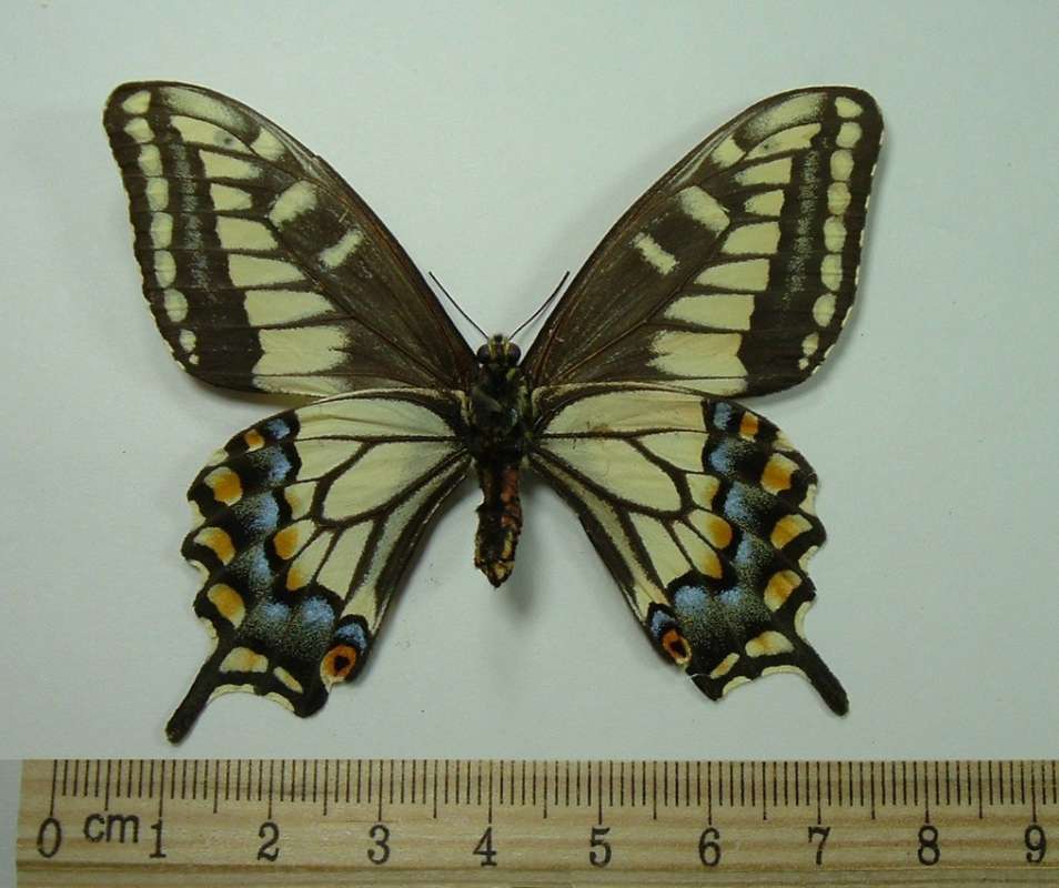 Female - Mounted Ventral View<br>(Origin of the Specimen: Vancouver, Bc 1951)