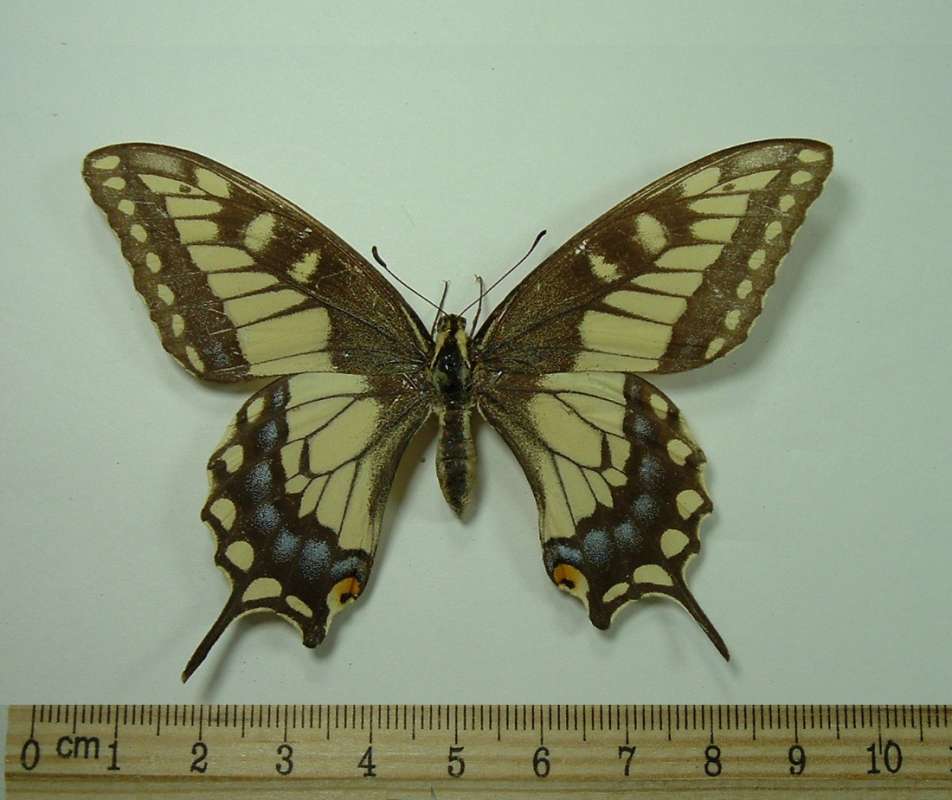 Pale Female - Dorsal<br>(Origin of the Specimen: Emigration Canyon, Utah, June 24)
