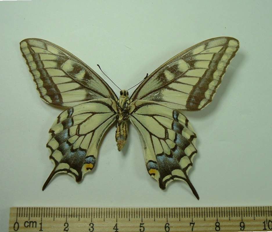 Pale Female - Ventral<br>(Origin of the Specimen: Emigration Canyon, June 24, 1969)