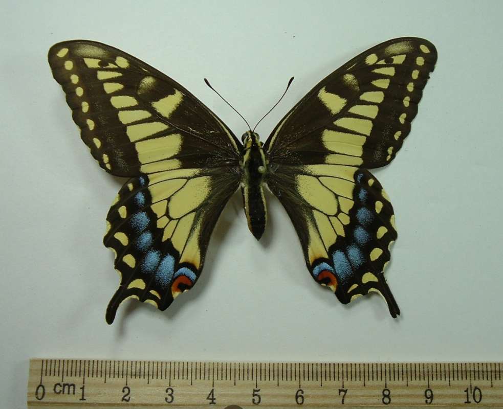 Darker Female - Dorsal<br>(Origin of the Specimen: Emery Co Utah, May 1983)