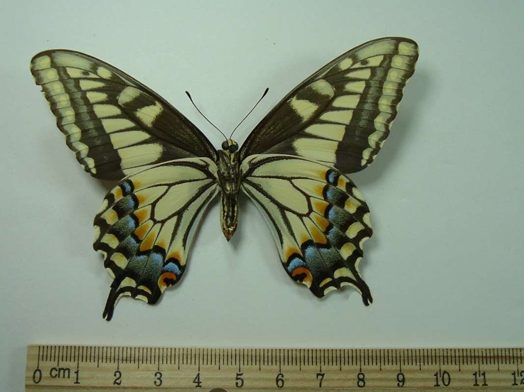 Darker Female - Ventral<br>(Origin of the Specimen: Emery Co Utah, May 1983)