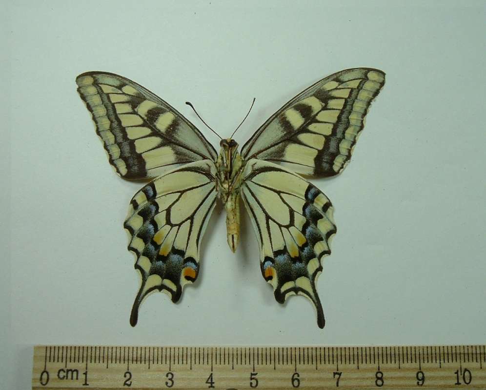 Male - Ventral View<br>(Origin of the Specimen: Brewster, Wa, USA, July 5, 1952)