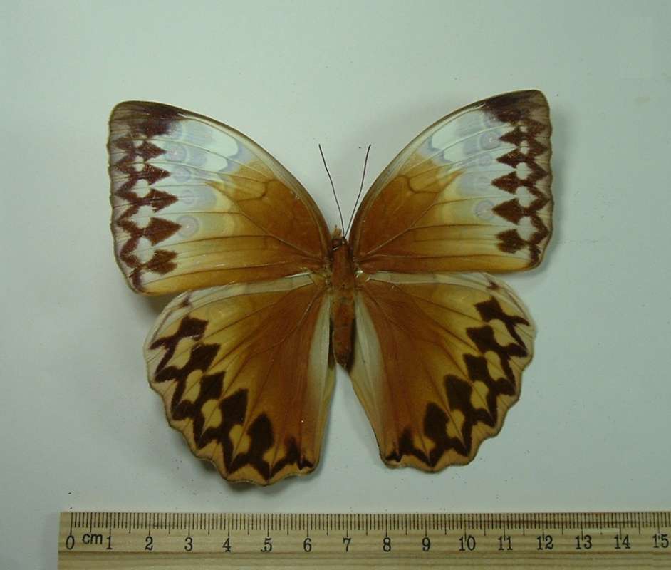 Female - Dorsal<br>(Origin of the Specimen: Chantaburi, Thailand, April 1983)