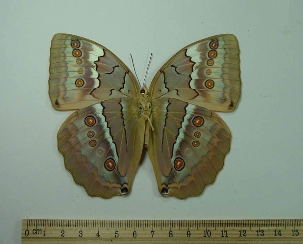 Female - Ventral<br>(Origin of the Specimen: Chantaburi, Thailand, April 1983)