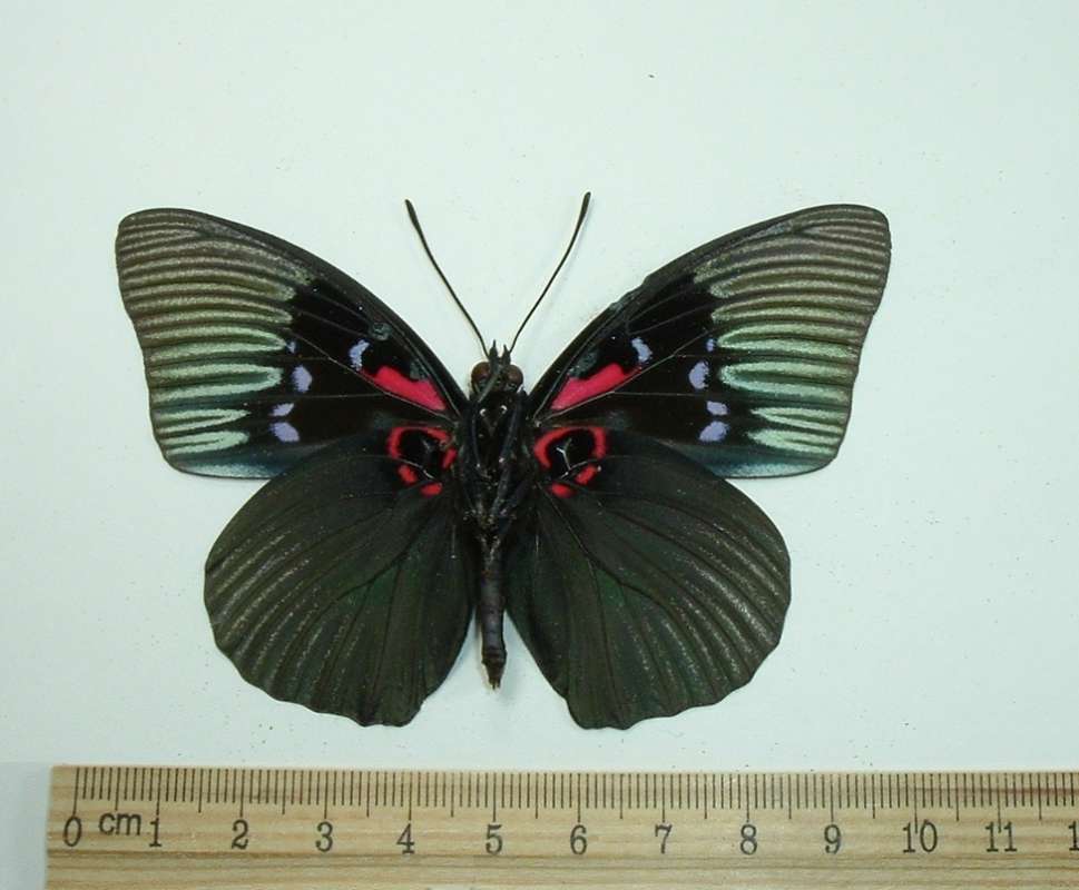 Male - Mounted - Ventral View<br>(Origin of the Specimen: Sichuan, China, August 1996)