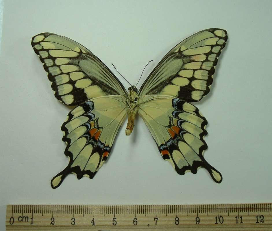 Male - Ventral View<br>(Origin of the Specimen: Steuben, Wisconsin, Aug 15, 1974)