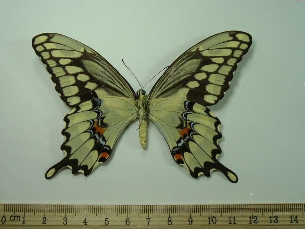 Female - Ventral View<br>(Origin of the Specimen: Fish Lake, Wisconsin, July 20, 1985)