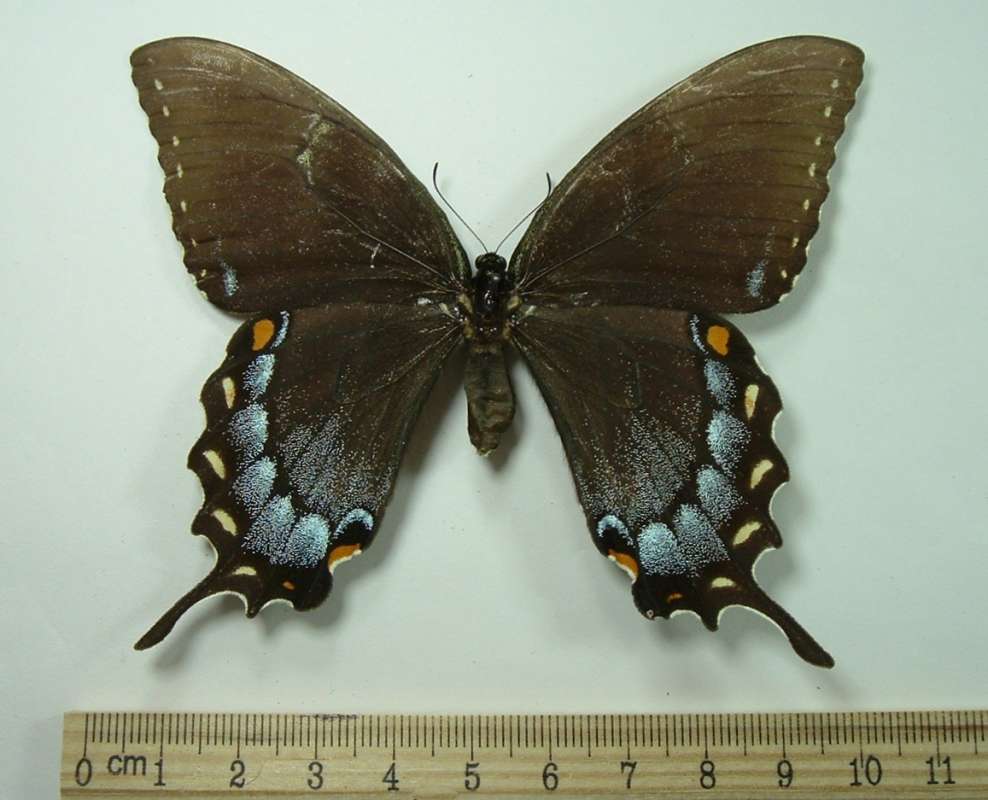 Dark Female Mounted - Dorsal View<br>(Origin of the Specimen: Olive Branch, S  Il, July 28,1968)