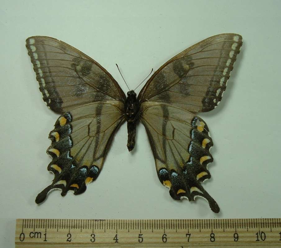 Dark Female Mounted - Ventral View<br>(Origin of the Specimen: Farmington, Illinois, July 31, 1980)