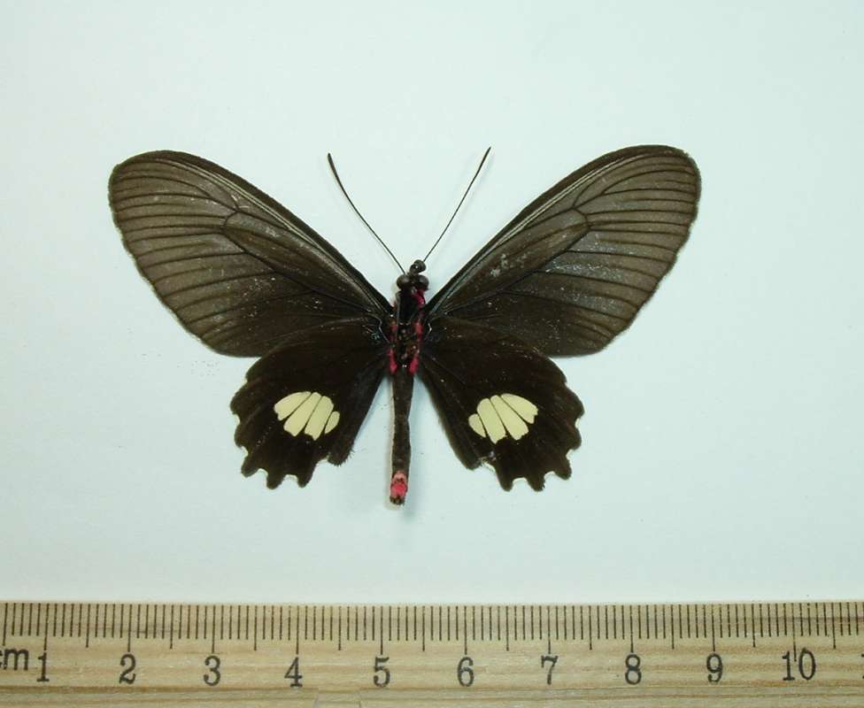 Female - Ventral<br>(Origin of the Specimen: Loreto, Peru)