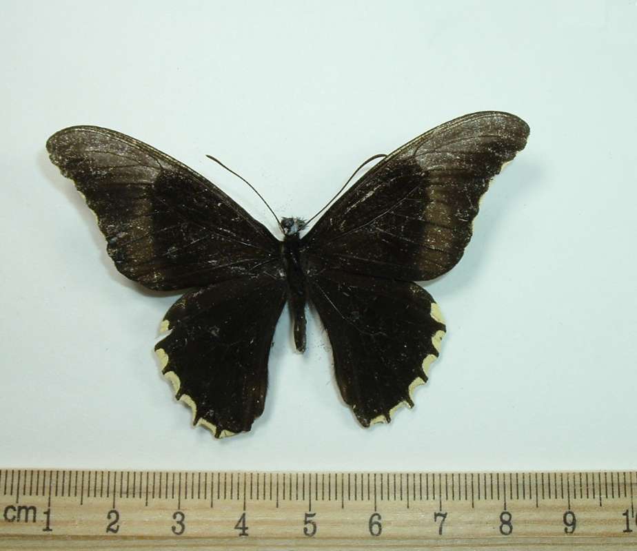 Female - Mounted Dorsal<br>(Origin of the Specimen: Peru,  may 3, 1999)