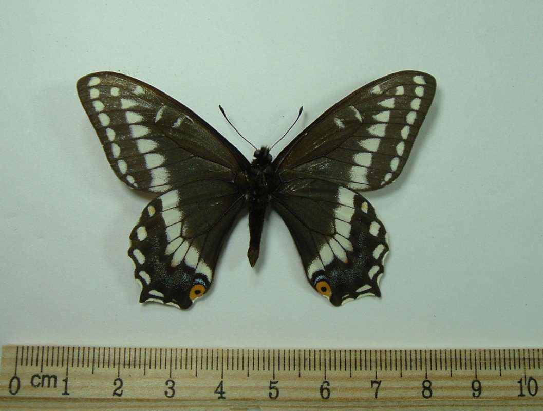 Male - Ventral View<br>(Origin of the Specimen: Logan, Utah, USA, July 1983)