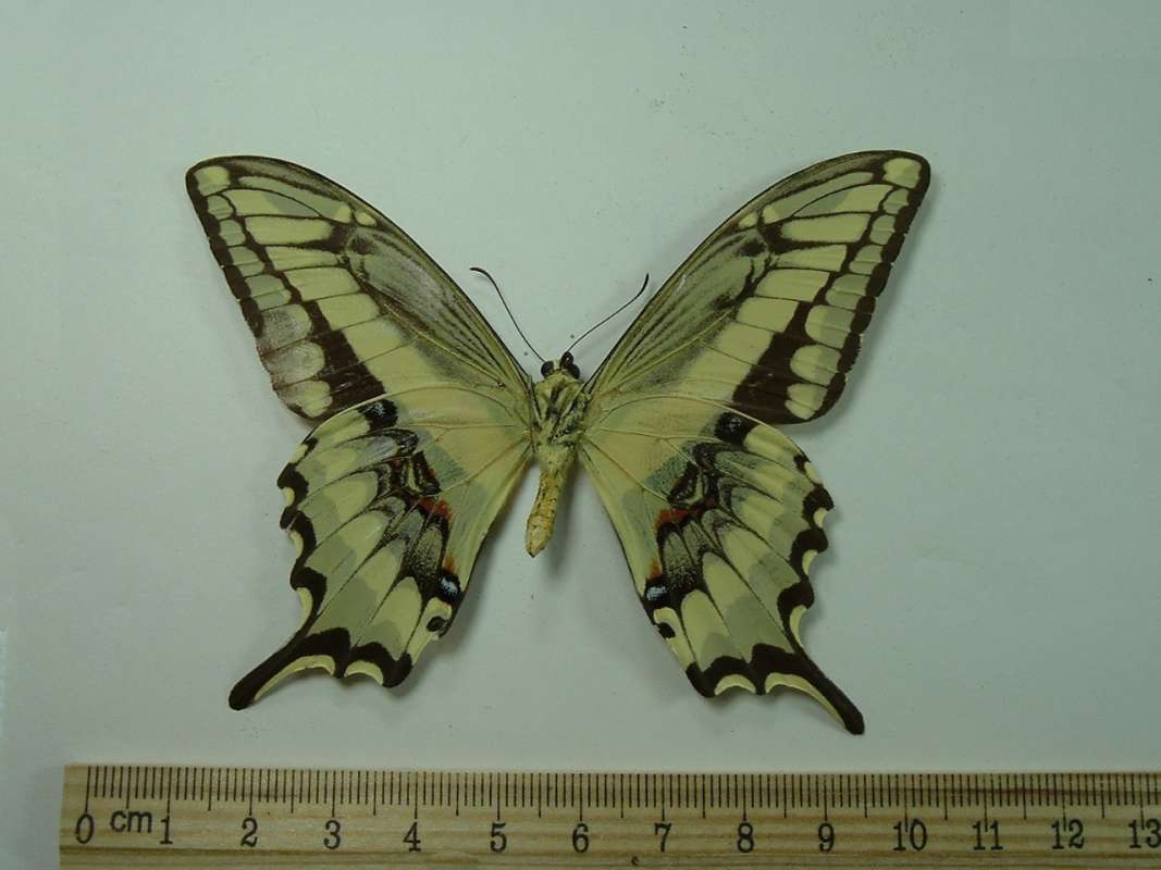 Male - Ventral View<br>(Origin of the Specimen: Gigantae, Huila, Colombia)