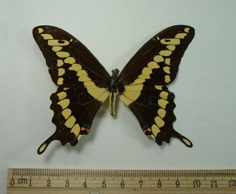 Male - Dorsal View - No Antennae<br>(Origin of the Specimen: Oaxaca, Mexico, Aug 1963)