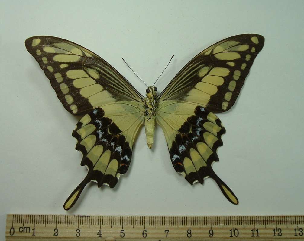 Female - Mounted - Ventral View<br>(Origin of the Specimen: Santa Rem, Brazil)