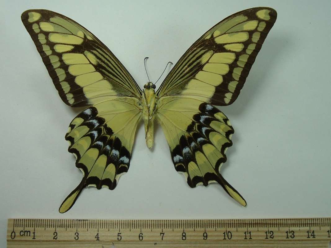 Male - Ventral View<br>(Origin of the Specimen: Tingo Maria, Peru, 1965)