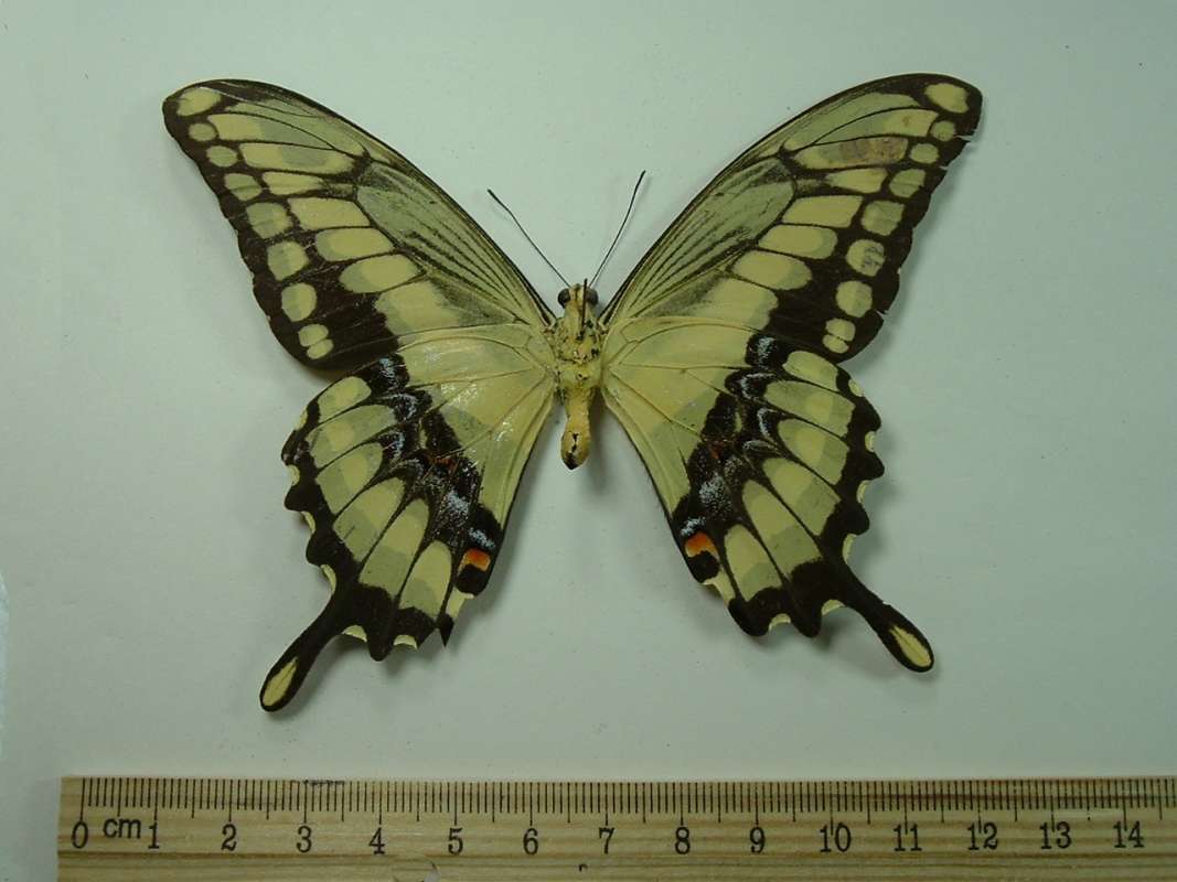 Male - Mounted Ventral View<br>(Origin of the Specimen: Florida, Uroguay, 1986)