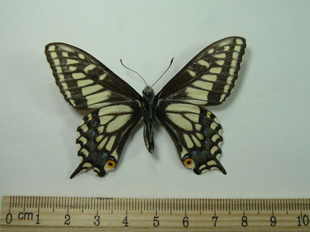 Male - Ventral View<br>(Origin of the Specimen: Salt Lake City, Utah, USA, 1982)