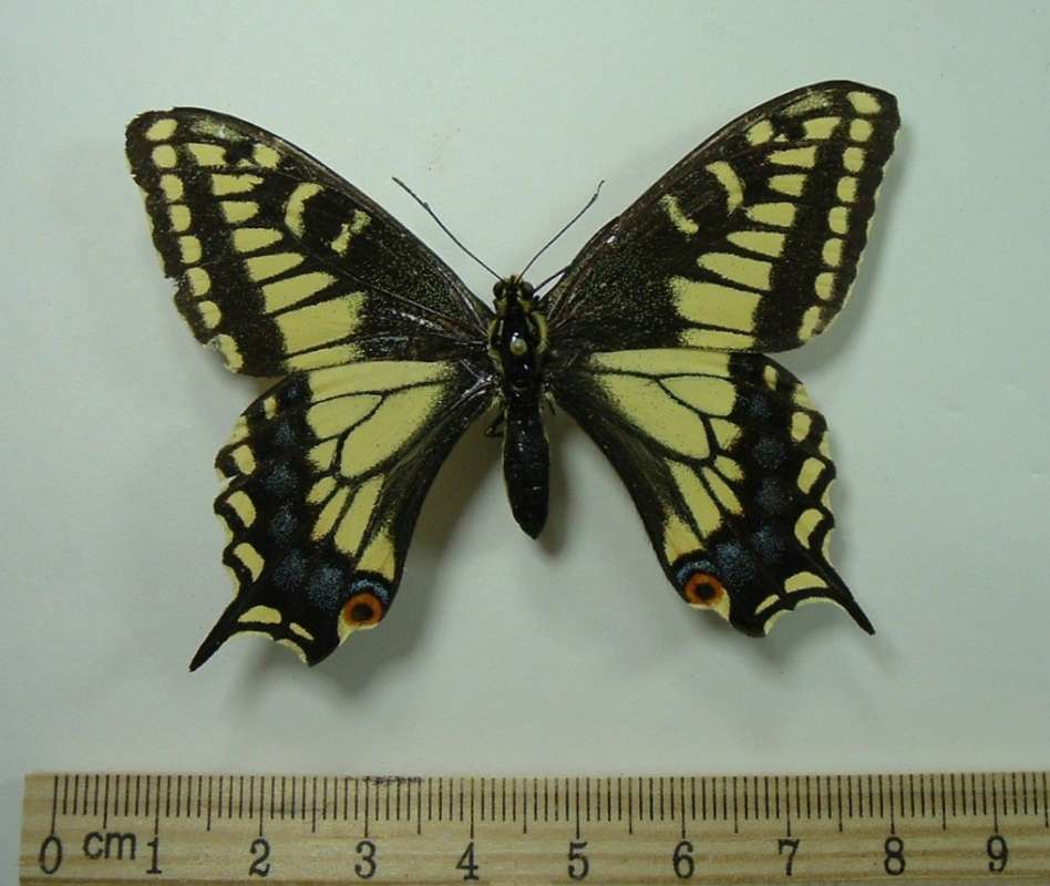 Female - Dorsal View<br>(Origin of the Specimen: Salt Lake City, Utah, 1983)
