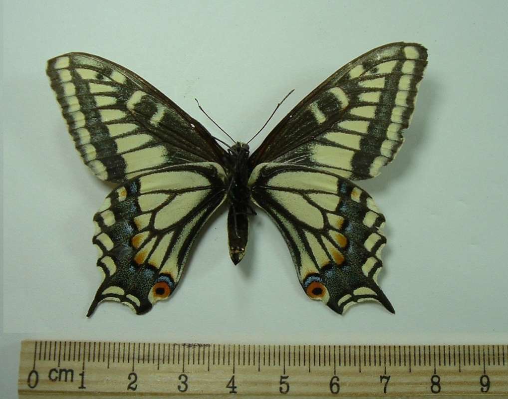 Female - Ventral View<br>(Origin of the Specimen: Salt Lake City, Utah, 1983)
