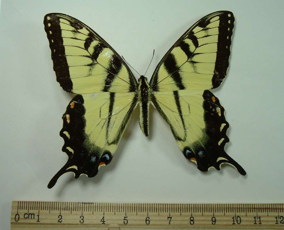 Male - Dorsal View Mounted<br>(Origin of the Specimen: Round Lake, Illinois, USA, Aug 1968)