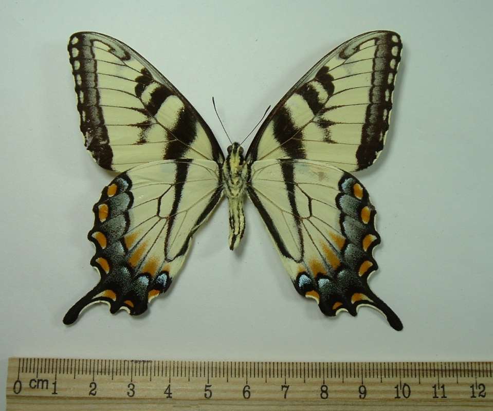 Male - Ventral View Mounted<br>(Origin of the Specimen: Round Lake, Illinois, USA, Aug 1968)