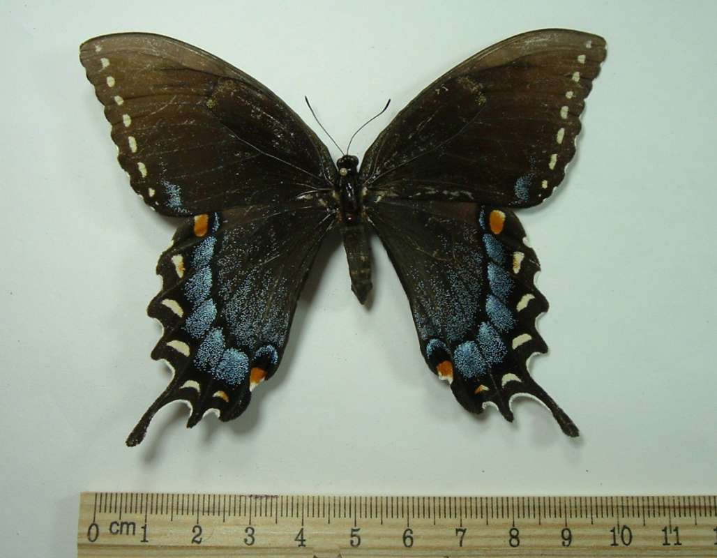 Dark Female - Dorsal View<br>(Origin of the Specimen: Tallapoosa County, Alabama, Aug 89)
