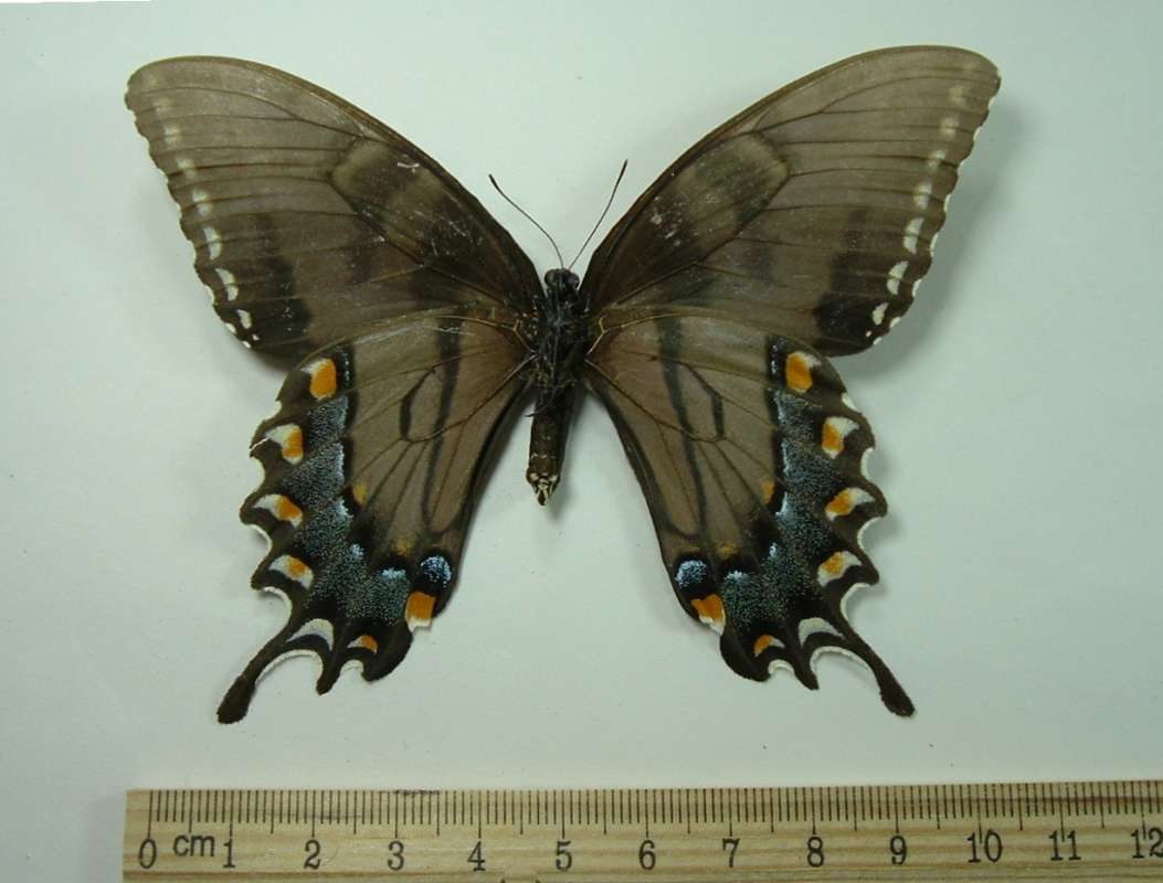 Dark Female - Ventral View<br>(Origin of the Specimen: Tallapoosa County, Alabama, Aug 89)