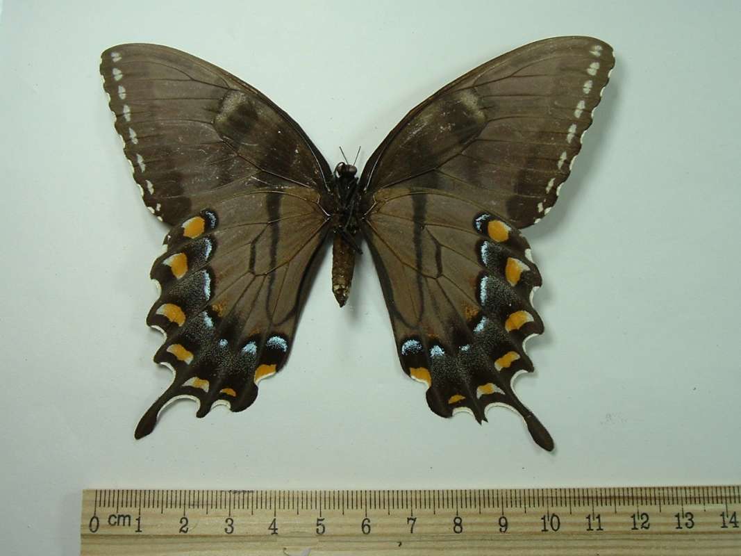 Dark Female - Mounted Ventral<br>(Origin of the Specimen: Gainesville, Florida, Sept 1982)