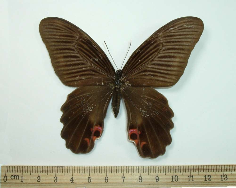 Female - Dorsal<br>(Origin of the Specimen: Puli, Formosa, 1950)