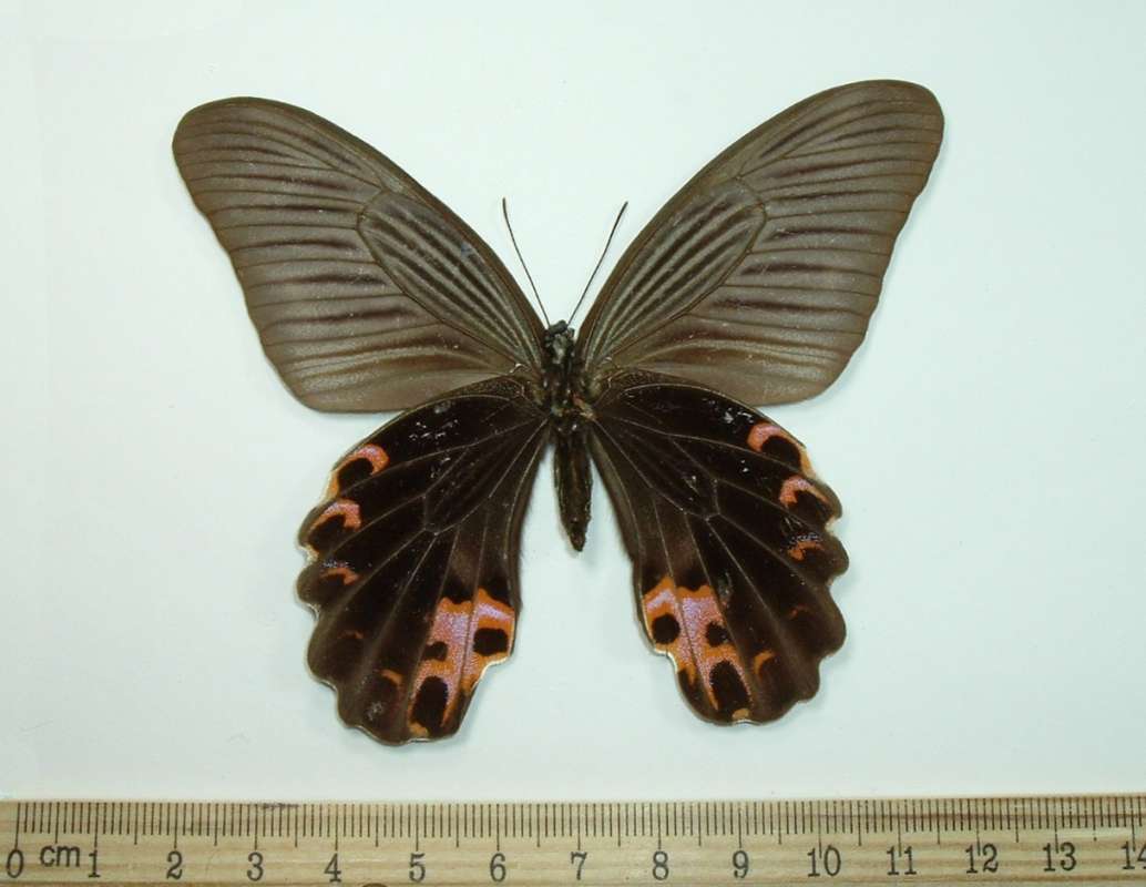 Female - Ventral<br>(Origin of the Specimen: Puli, Formosa, 1950)