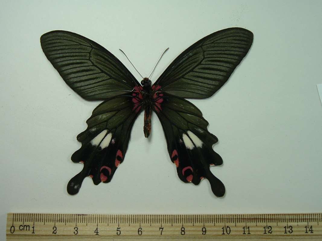 Male - Ventral View<br>(Origin of the Specimen: Mount Phunamkha, Laos, Aug 20, 2006)