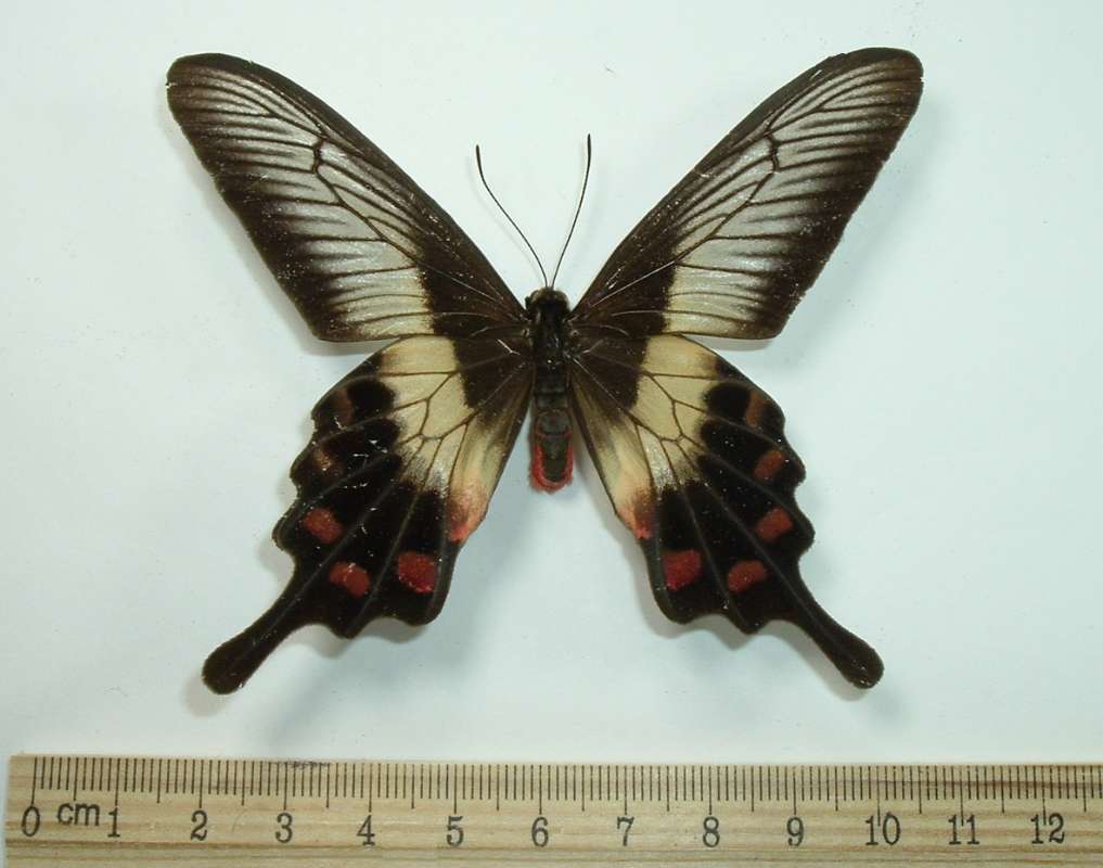Female - Mounted Dorsal<br>(Origin of the Specimen: Indonesia, April 11, 1979)