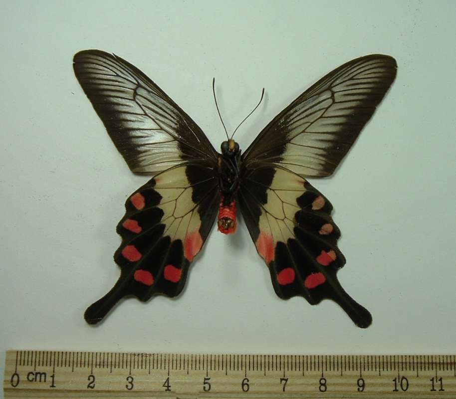 Female - Mounted Ventral<br>(Origin of the Specimen: Indonesia, April 11, 1979)