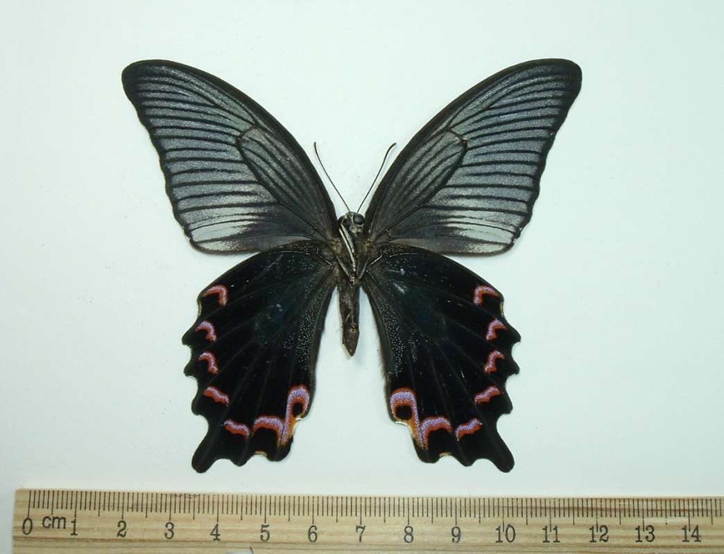 Male - Ventral View<br>(Origin of the Specimen: Vietnam, May 23, 2007)