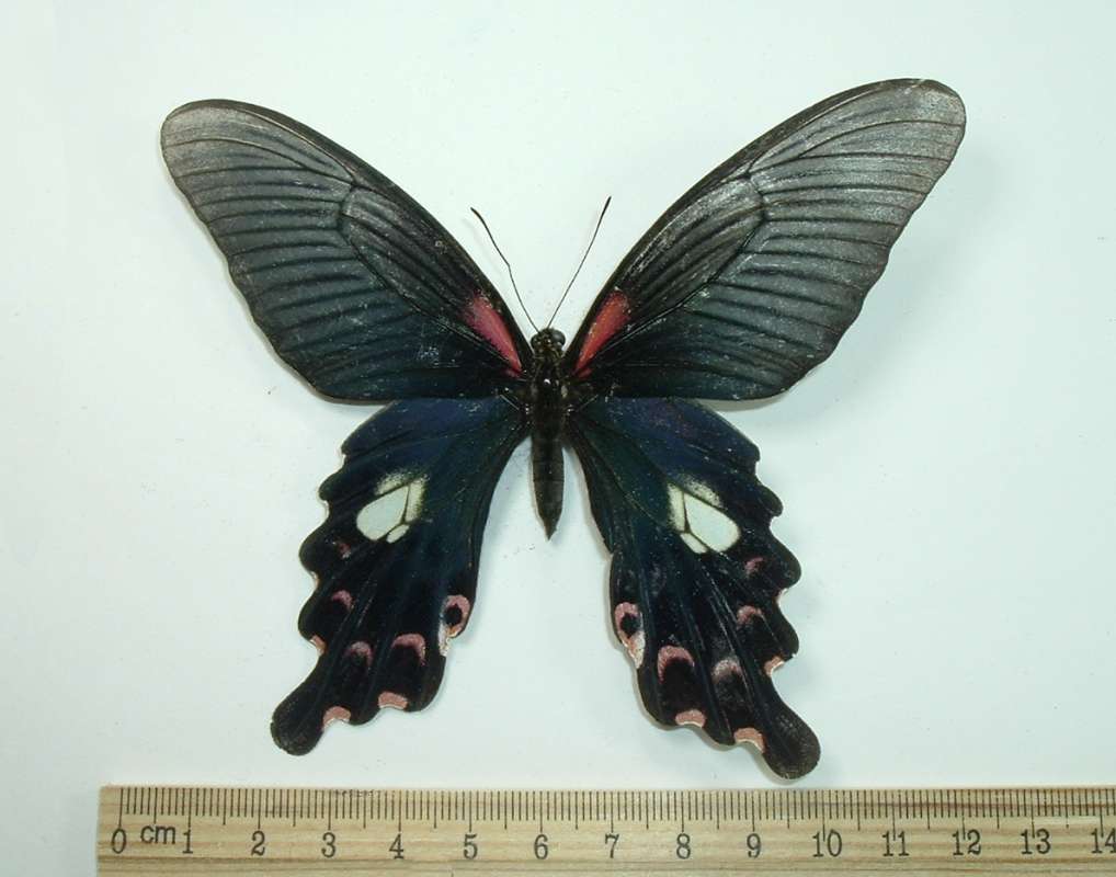 Female - Dorsal View<br>(Origin of the Specimen: China, August 23, 1989)