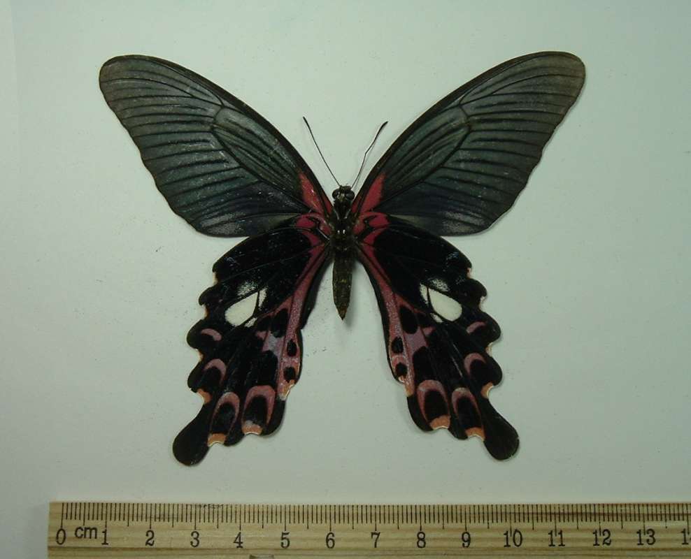 Female - Ventral View<br>(Origin of the Specimen: China, August 23, 1989)