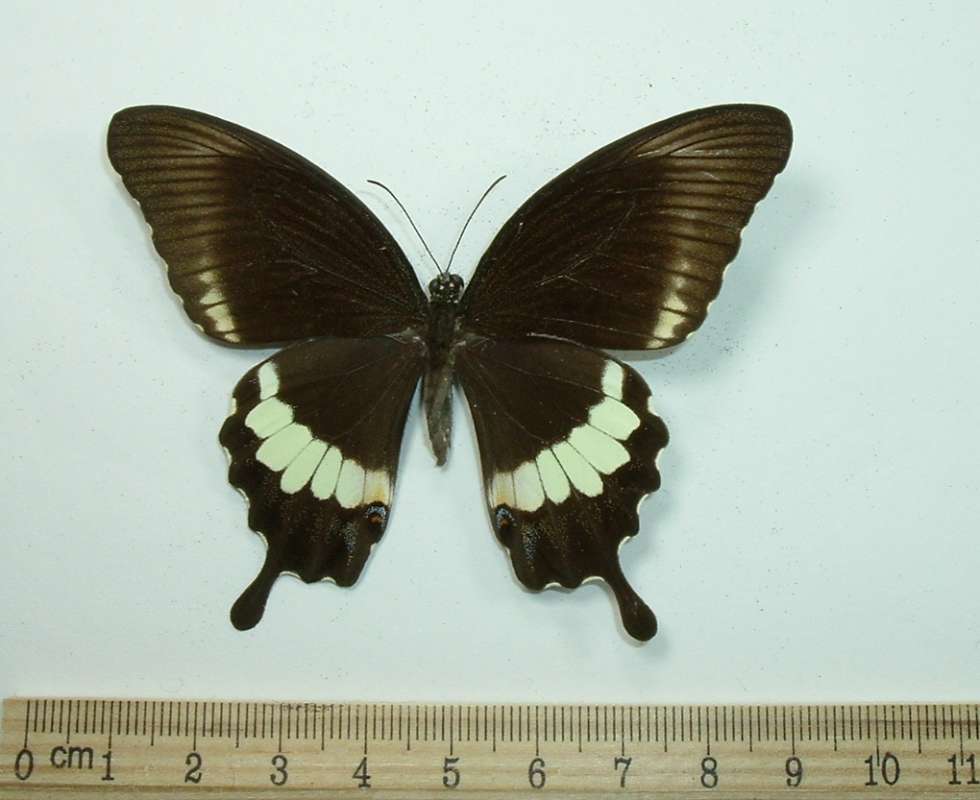 Female- Dorsal View<br>(Origin of the Specimen: Philippines, July 23, 2006)