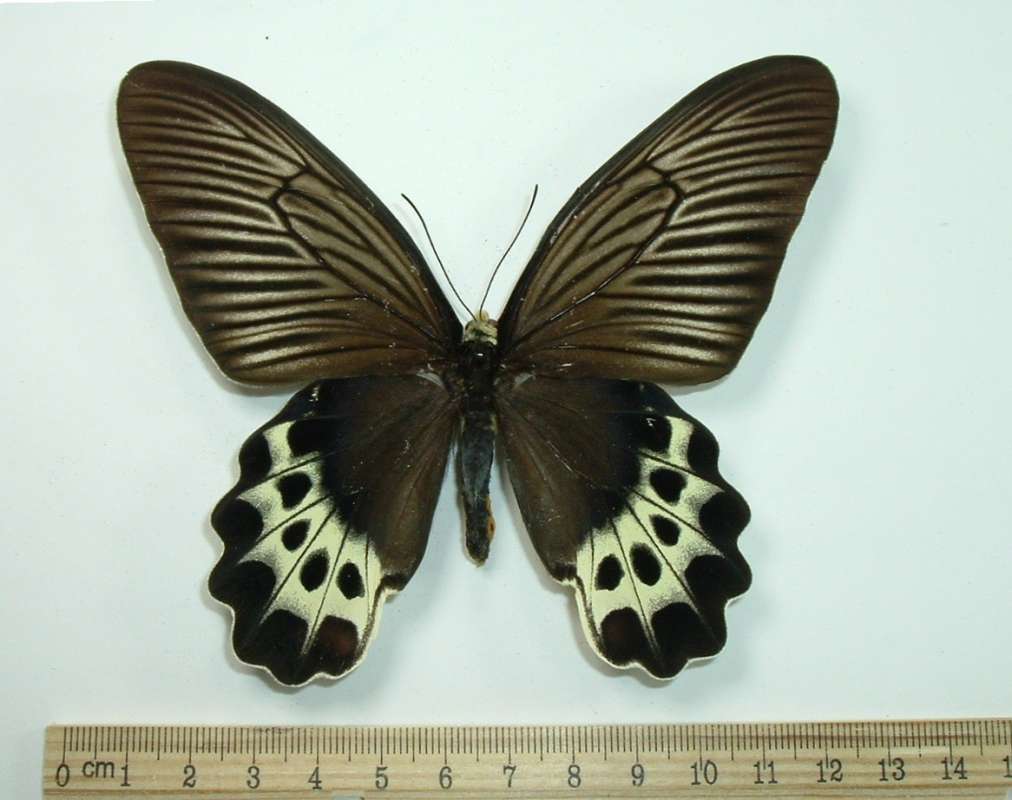 Female - Dorsal View<br>(Origin of the Specimen: Ex-pupae-mar 4, 2002)