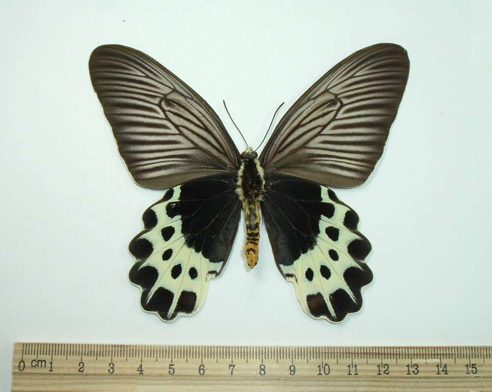 Female - Ventral View<br>(Origin of the Specimen: Ex-pupae-mar 4, 2002)