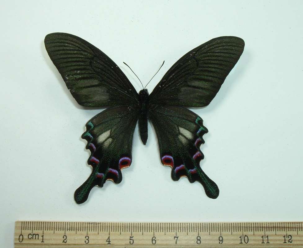 Male - Dorsal View<br>(Origin of the Specimen: China, August 30, 1998)