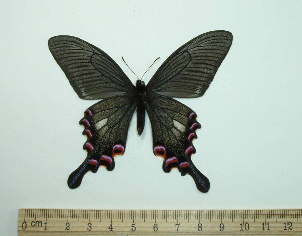 Male - Ventral View<br>(Origin of the Specimen: China, August 30, 1998)