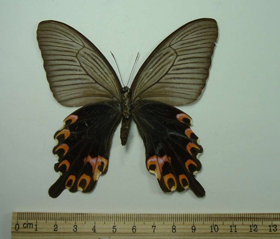 Female - Ventral<br>(Origin of the Specimen: Hinoharu, Japan, July 23, 1983)