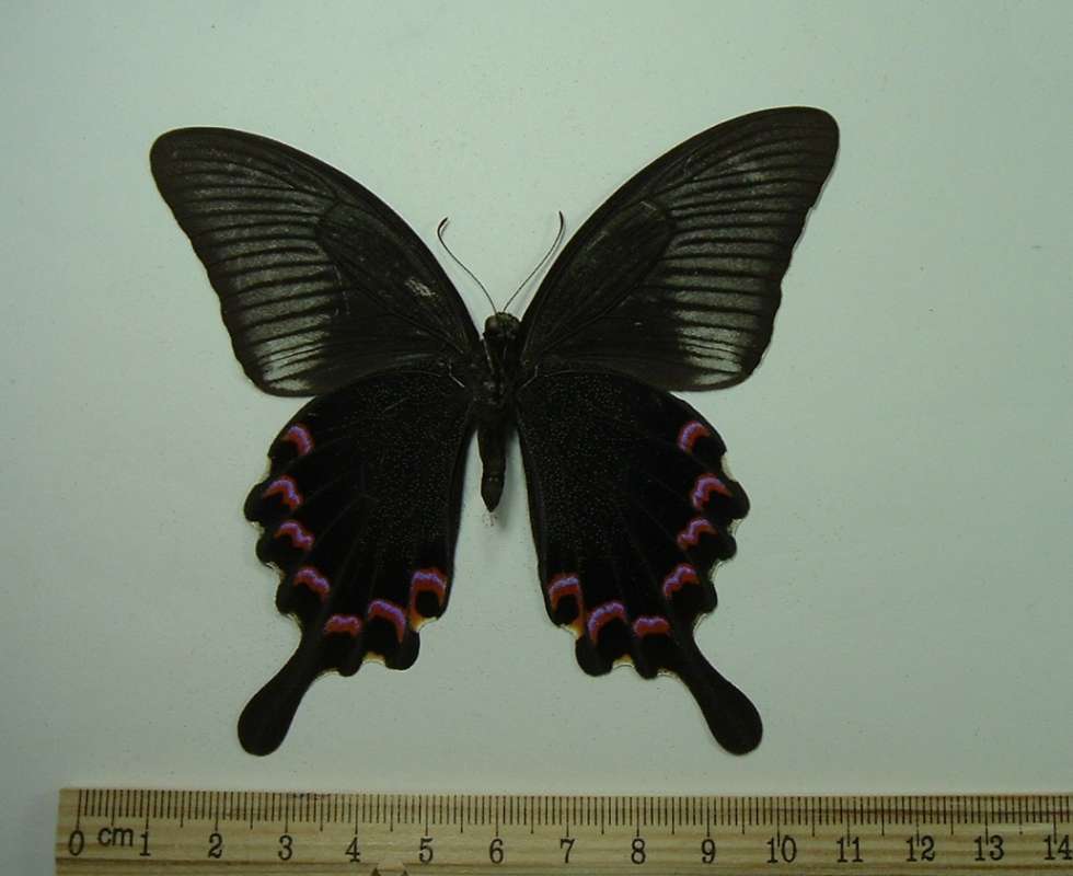 Male - Ventral View<br>(Origin of the Specimen: N India, Aug 13, 1975)