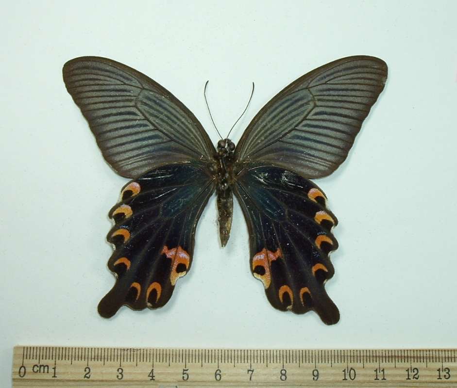 Male - Ventral View<br>(Origin of the Specimen: Okinawa, June 1977)