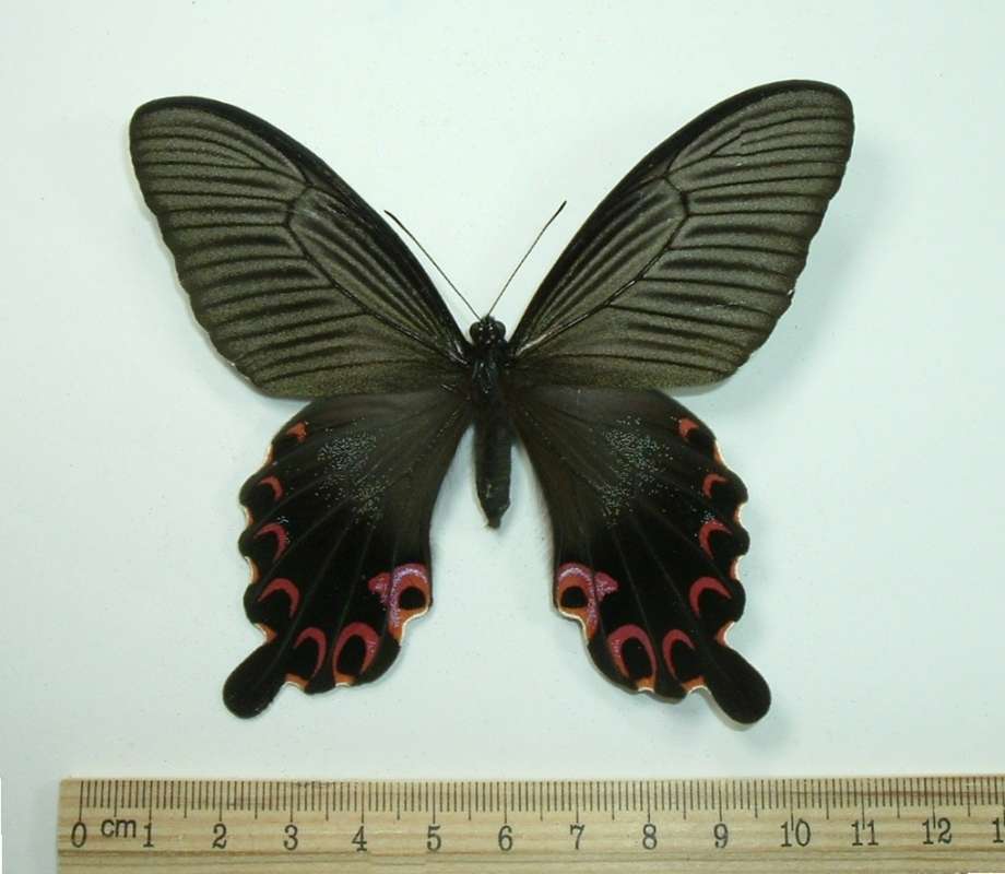 Female - Dorsal View<br>(Origin of the Specimen: Iriomote Jima, Yaeyama, Mar 2007)
