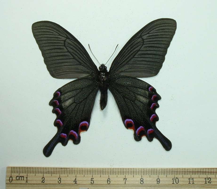 Male - Mounted Ventral<br>(Origin of the Specimen: China June 3, 1991)