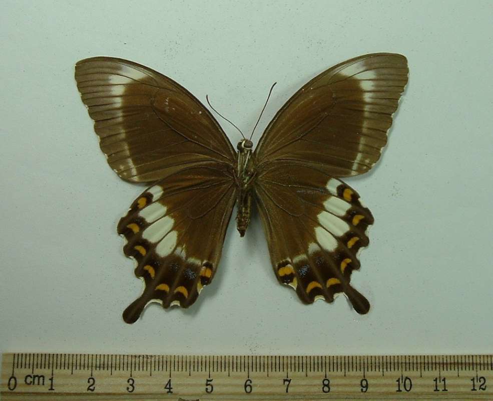 Female - Mounted - Ventral View<br>(Origin of the Specimen: New Queensland, Dec 22, 1938)