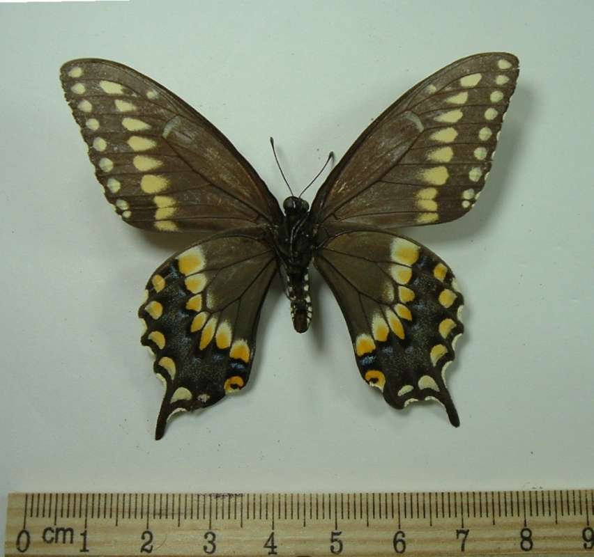 Male - Mounted Ventral<br>(Origin of the Specimen: Round Lake, Illinois, Aug 27, 1966)